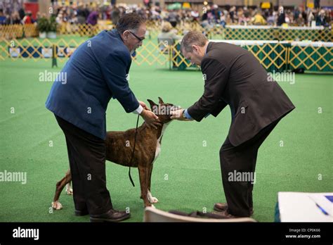 akc performance judge search.